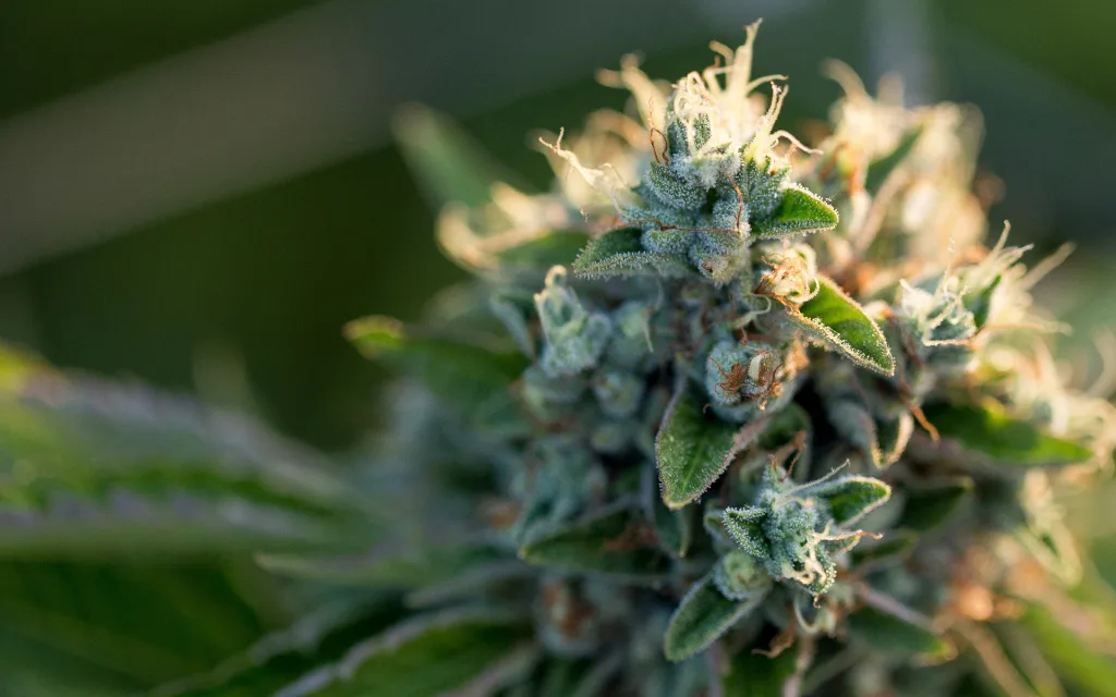 high cbd strains The Origins of CBD: A Journey Through Cannabis History