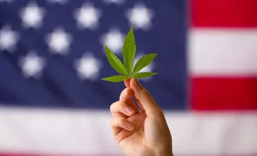 Cannabis leaf in hands on usa flag background