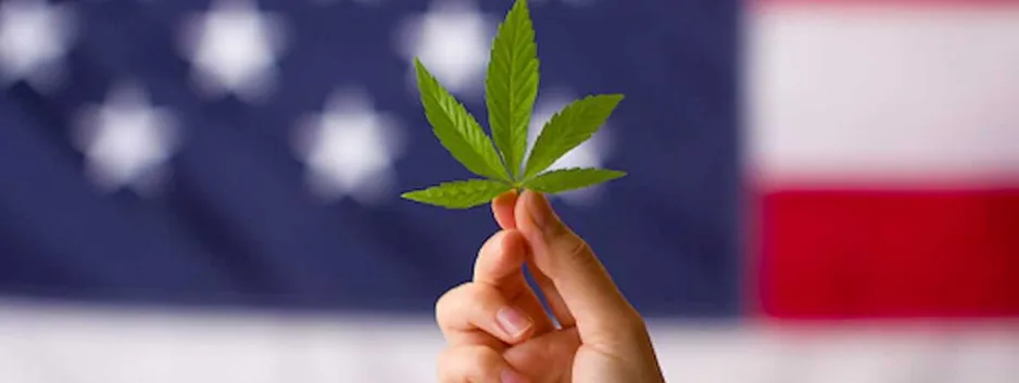 Cannabis leaf in hands on usa flag background