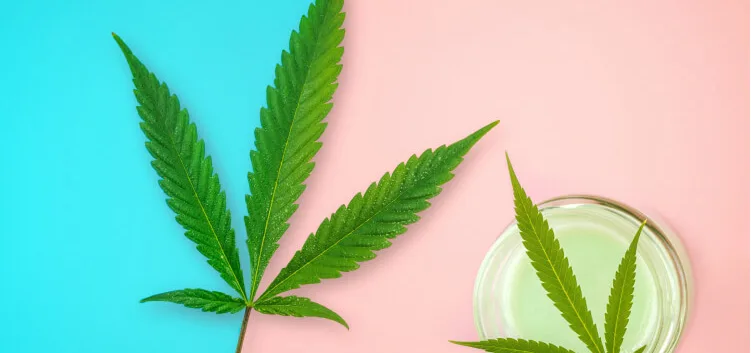 Cannabis leaf and a glass of water on a pink and blue background.